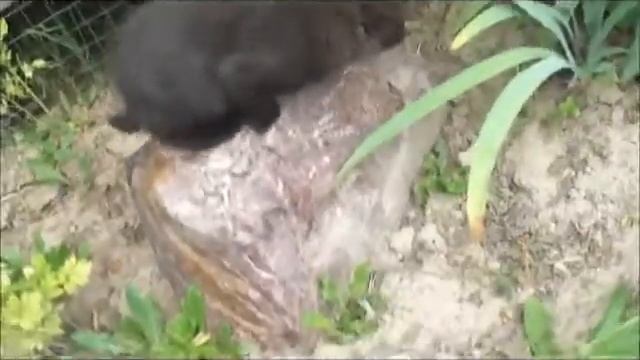 Мой котик Тишка:) смотреть онлайн