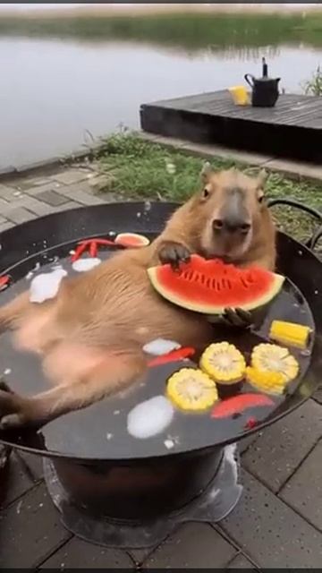 Капибарыня.