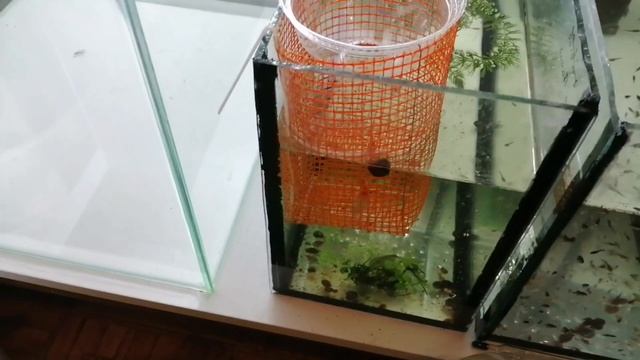 Пересадил малька и сделал новый аквариум. смотреть онлайн
