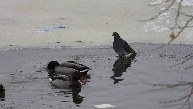 Утки и голуби на полынье 29.11.2023 смотреть онлайн