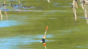 Ловля КАРАСЯ на ПОПЛАВОК ! Рыбалка в МАЕ 2022!