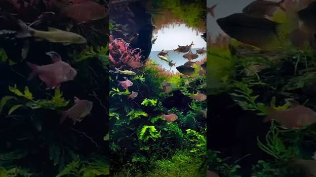 Шикарный интерьер аквариума смотреть онлайн