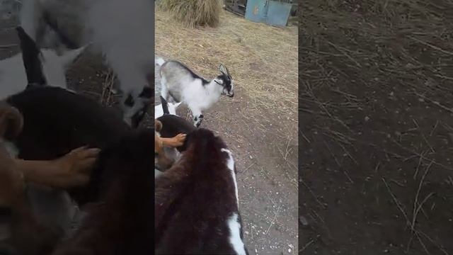 Рекс играет со снежком смотреть онлайн