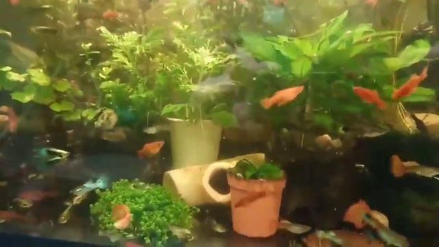 Аквариум выростной с живородкой(в колхозе)) смотреть онлайн