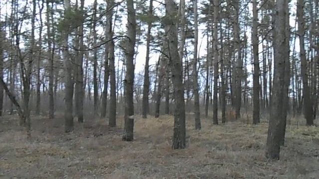 Сычу - волю! смотреть онлайн