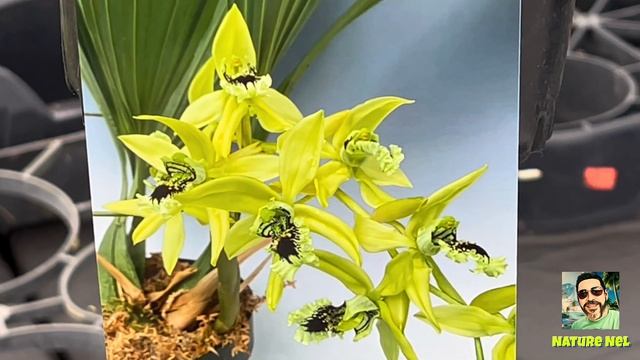 “Orchids In Bloom” nursery visit part 2. Meet the vendors booth and gain some orchid knowledge. смотреть онлайн
