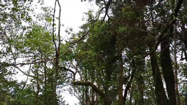 Mendaki Gunung BATUKARU BALI смотреть онлайн