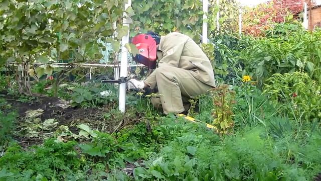 Виноградник Работа на винограднике Подготовка винограда к зиме Изобретение под у смотреть онлайн