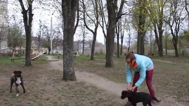 Послушание при собаках. Обучение щенка смотреть онлайн