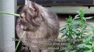 Как кошки выражают любовь к хозяевам?