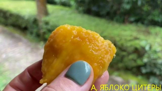 МАДАГАСКАР, апрель 2024. Неделю на острове. Прощайте руконоги Палмариума, привет Андасибе. 8 СЕРИЯ смотреть онлайн