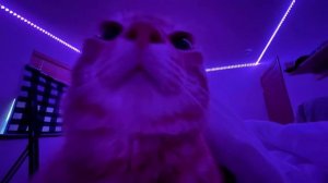 BEST PHONK MIX | ATMOSPHERIC PHONK PLAYLIST | CHILL PHONK | NIGHT DRIVE MUSIC | PHONK 2024