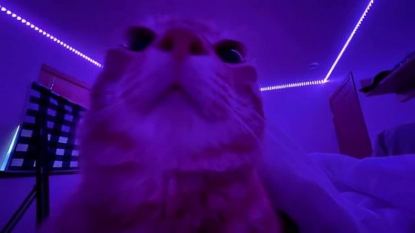 BEST PHONK MIX | ATMOSPHERIC PHONK PLAYLIST | CHILL PHONK | NIGHT DRIVE MUSIC | PHONK 2024