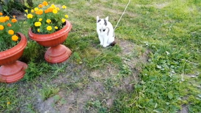 У СОСЕДЕЙ ГОСТЬ ИЗ г. КИРОВ, У НИХ ТАМ ВСЁ НЕ ТАК, У НАС КОТЫ СВОБОДНО ГУЛЯЮТ ,А У НИХ КАК СОБАЧКИ смотреть онлайн