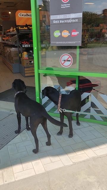 Собачки у Магнита верно ждут свою хозяйку смотреть онлайн