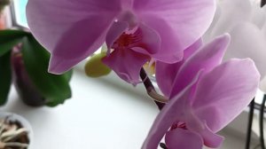 Коллекция Орхидей 1