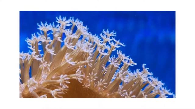 Nieuw binnen voor je zeeaquarium! смотреть онлайн