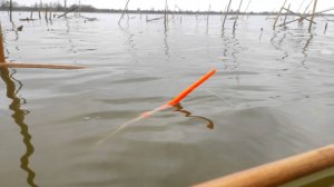 ОТБОРНЫЙ КАРАСЬ КРУПНЯК!!! УДОЧКИ ГУДЯТ!! РЫБАЛКА НА ПОПЛАВОК ВЕСНОЙ