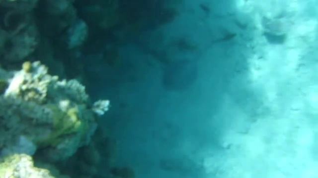 Sofitel Sharm El Sheikh . Red Sea. Отдых в Египте. Рыба труба. смотреть онлайн