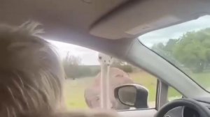 Страус vs Борис Джонсон