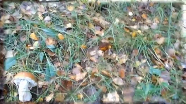 Мой фильм311 ГРИБЫ КРАСОТА смотреть онлайн