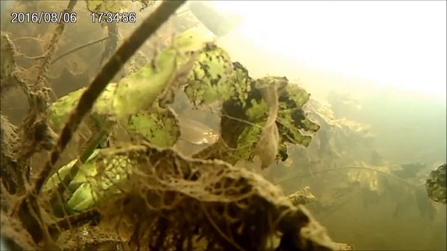 рыбка ,ещё пока живая,поймаю будет сушеная. смотреть онлайн