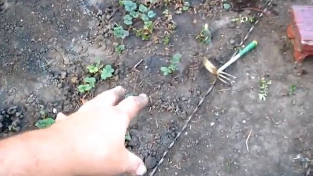 Рыхлим почву в грядке ПЕРЕСАЖЕННОЙ КЛУБНИКИ смотреть онлайн