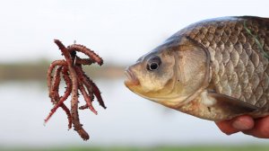 Крупный карась на червя весной 2025