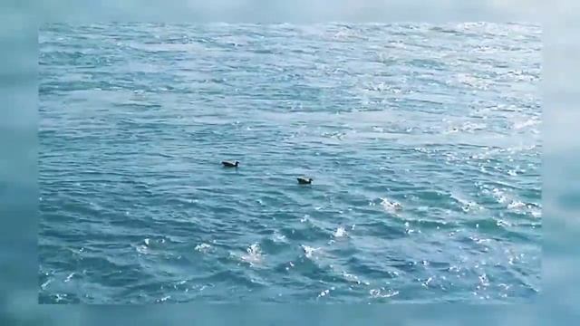 #gange_maa😊🙏 #beautiful_view of Ganga river at #rishikesh triveni ghat Uttarakhand смотреть онлайн