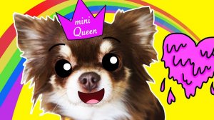 Новая жизнь Миши: появится ли ещё один вредный покемон в семье? 🐶💥