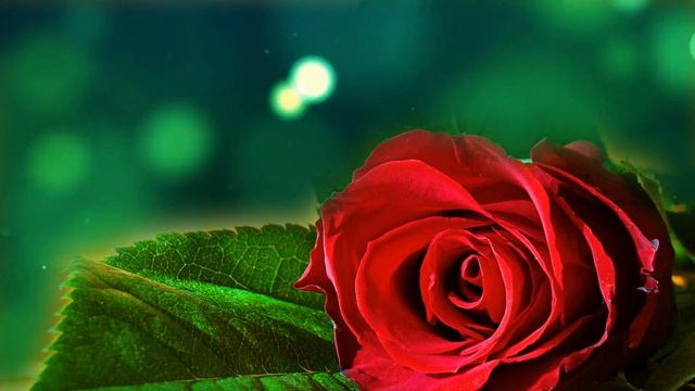 Футаж Цветочный фон 38 Footage Floral background 38 смотреть онлайн