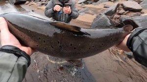 Атлантический лосось на реке Поной, Кольский полуостров, ловля сёмги нахлыстом.