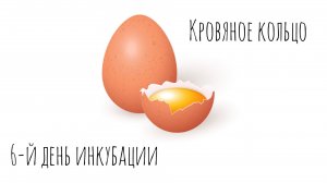 6-й день инкубации. Кровяное кольцо