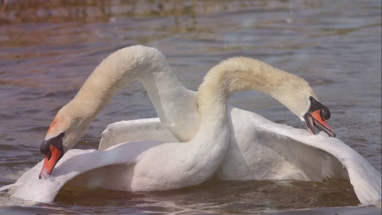губами губ твоих коснусь смотреть онлайн