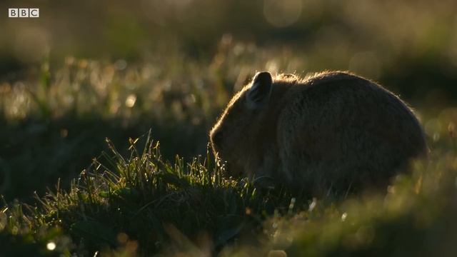 Feeding Hungry Fox Cubs is a Full-Time Job | 4K UHD | China: Nature's Ancient Kingdom | BBC Earth смотреть онлайн