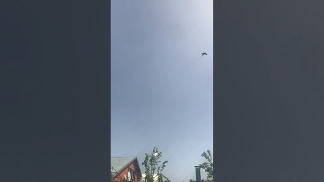 Турецкая Такла в Пятигорске.30.04.24. Тренировка молодёжи,посадка 😁✋ смотреть онлайн