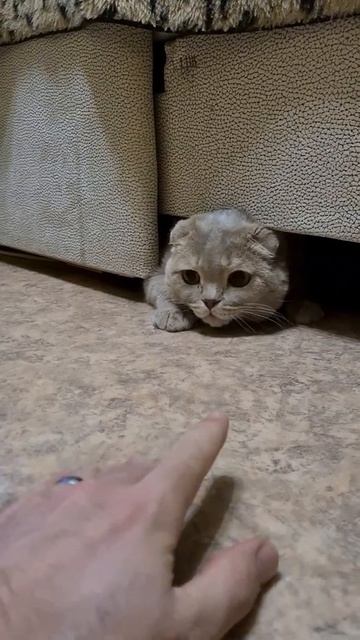 Застрял? || Кот Мася наш любимый плюшевый зверь )) смотреть онлайн