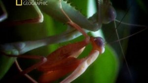 Дикий секс 2 серия «Роковые женщины» (документальный сериал, 2005)