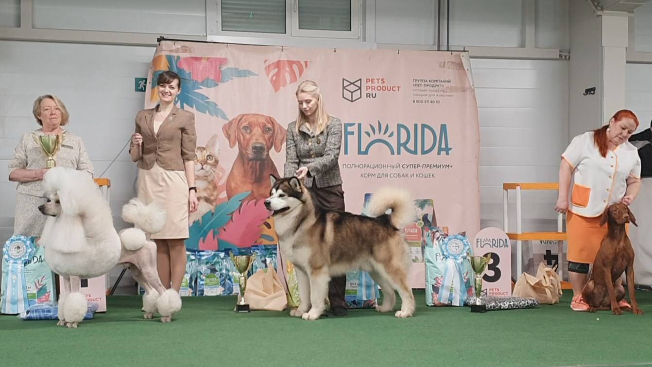 05.04.2025, СПб. Клуб "КАС-1" (РКФ, РФСС). Выставка "БРИЛЛИАНТОВАЯ РОССЫПЬ ПЕТЕРБУРГА" (САС, ЧРКФ) смотреть онлайн