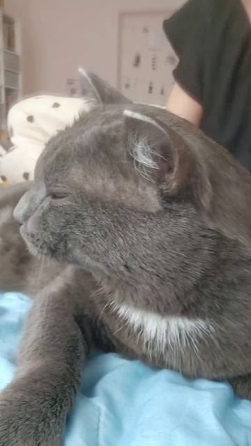 Котики с приюта ОЗЖ