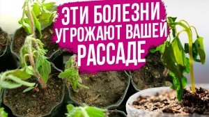 Самые ЧАСТЫЕ болезни рассады. Как вырастить здоровую рассаду?