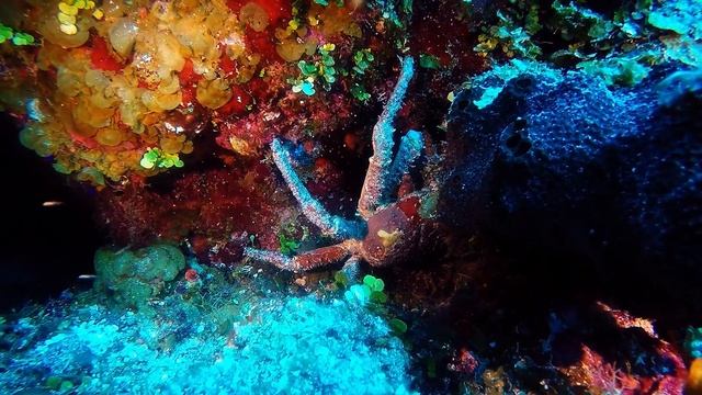 Magic Mushroom, West Caicos 🇹🇨 (#565) смотреть онлайн