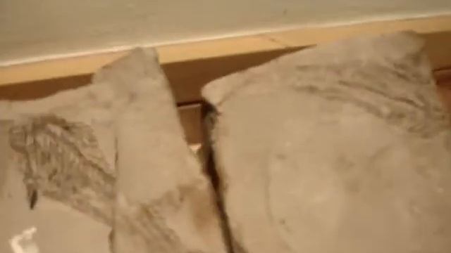 fossil fish by thaifossil.com смотреть онлайн