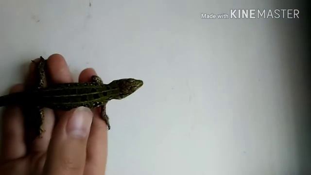 купание ящериц смотреть онлайн