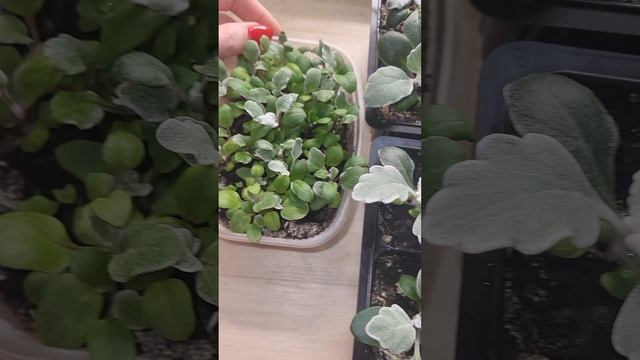 ЦИНЕРАРИЯ БУДЕТ УКРАШАТЬ ВАШ САД ДО ЗИМЫ! смотреть онлайн