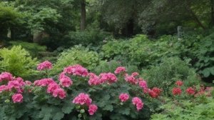 Герань садовая - Советы для цветника