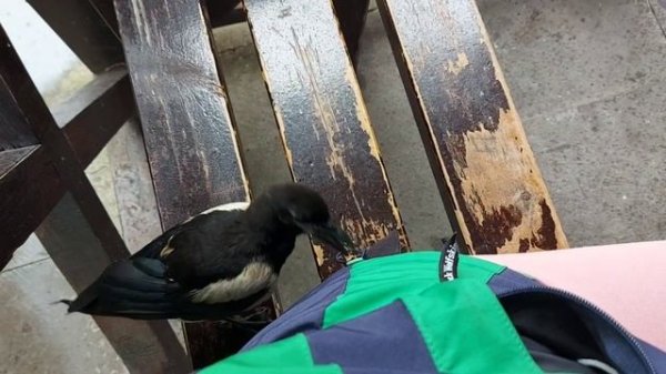 СМОТРИТЕ ДО КОНЦА 🦅 ВОРОН курит. Не отпускает меня 😂 Стамбул