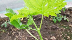 Не губите молодые саженцы винограда