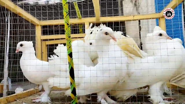 144) lari ada kabootar mandi || lahore birds maket || کبوتر مندی || @amjadaliofficial528 смотреть онлайн