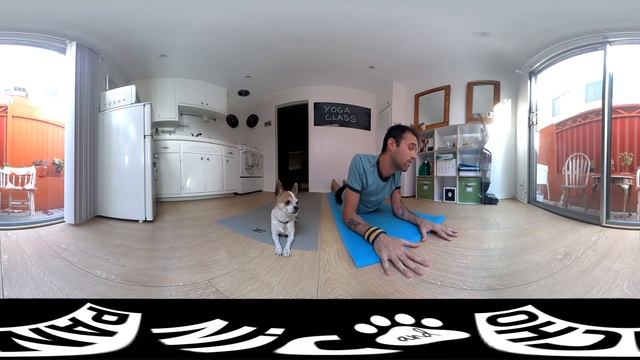 360 YOGA WITH CHIHUAHUA | Nic and Pancho смотреть онлайн